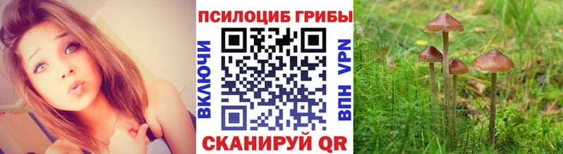 Купить закладки  Верхняя Салда  Псилоцибиновые грибы MAGIC MUSHROOMS 